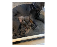 3 black female English Labrador puppies - 2