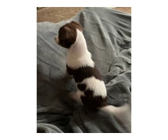 Papillon Doxie mix puppy - 3