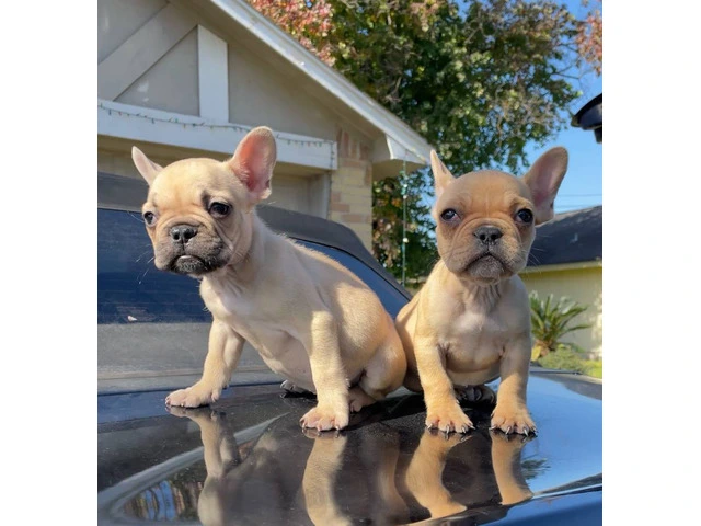 2 Micro Frenchie puppies for sale - 1/7