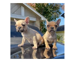 2 Micro Frenchie puppies for sale