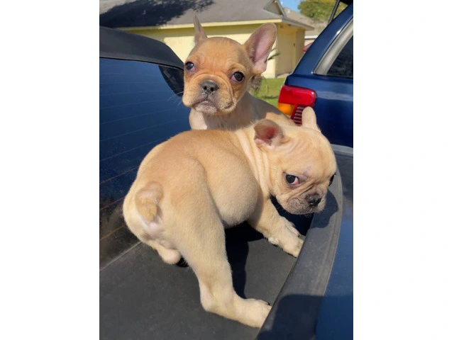2 Micro Frenchie puppies for sale - 2/7