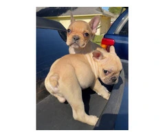 2 Micro Frenchie puppies for sale - 2