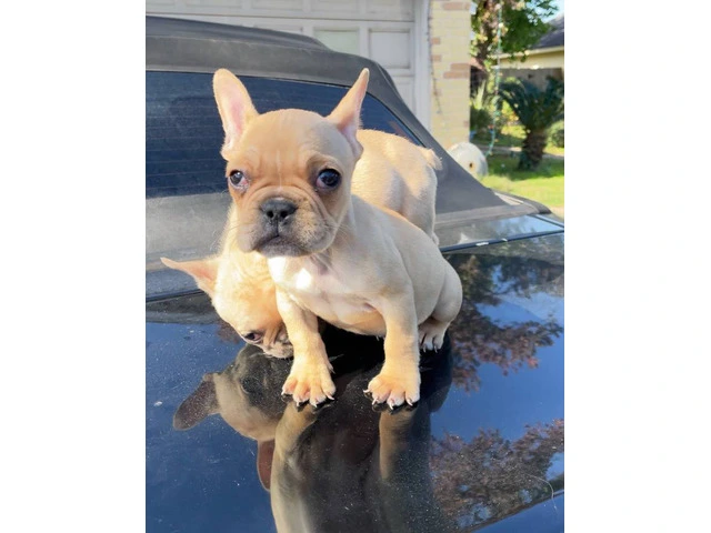 2 Micro Frenchie puppies for sale - 3/7