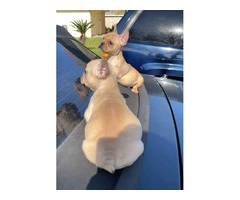 2 Micro Frenchie puppies for sale - 4