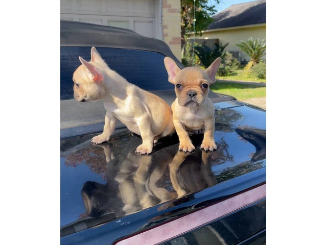 2 Micro Frenchie puppies for sale - 5/7