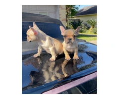 2 Micro Frenchie puppies for sale - 5