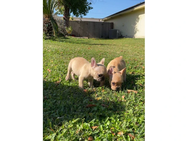 2 Micro Frenchie puppies for sale - 7/7