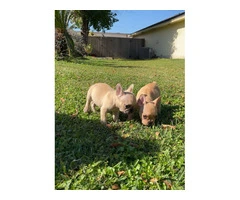 2 Micro Frenchie puppies for sale - 7