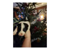 8 Border Collie puppies looking for homes - 2