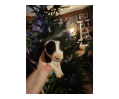 8 Border Collie puppies looking for homes - 3