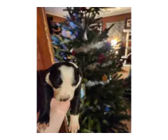 8 Border Collie puppies looking for homes - 5