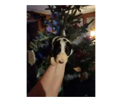 8 Border Collie puppies looking for homes - 7