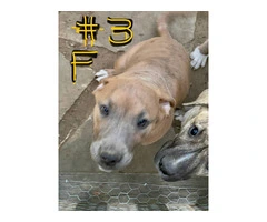 Golden tan & brindle pit bull puppies - 3