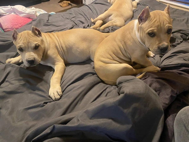 American bully puppies for sale - 1/9