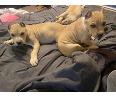 American bully puppies for sale - 1