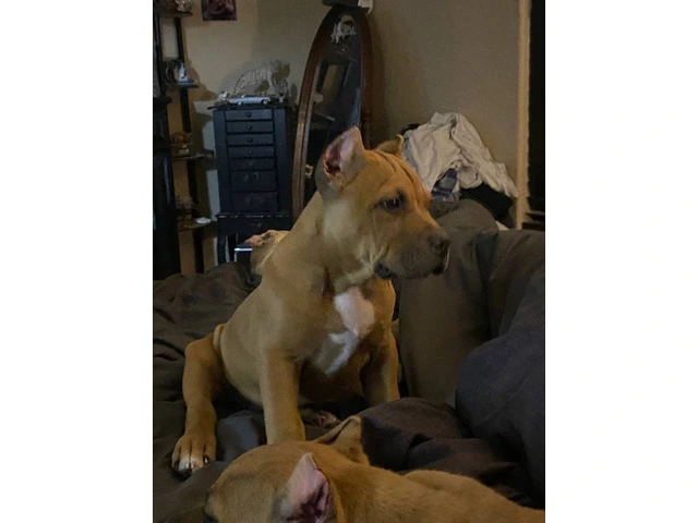 American bully puppies for sale - 6/9