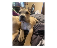 American bully puppies for sale - 8