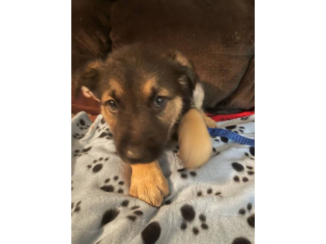 5 German Shepherd puppies for Sale - 3/9