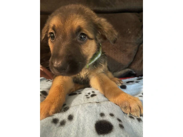 5 German Shepherd puppies for Sale - 7/9
