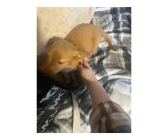 2 AKC mini long-haired Dachshunds