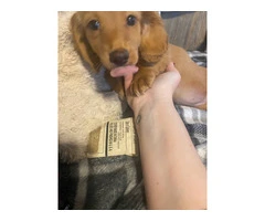 2 AKC mini long-haired Dachshunds