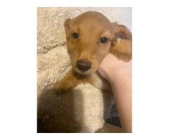 2 AKC mini long-haired Dachshunds