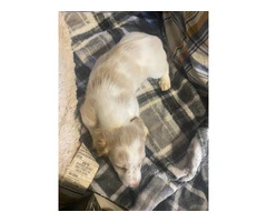 2 AKC mini long-haired Dachshunds