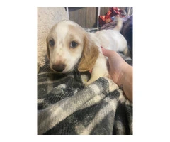 2 AKC mini long-haired Dachshunds