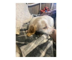 2 AKC mini long-haired Dachshunds