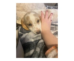2 AKC mini long-haired Dachshunds