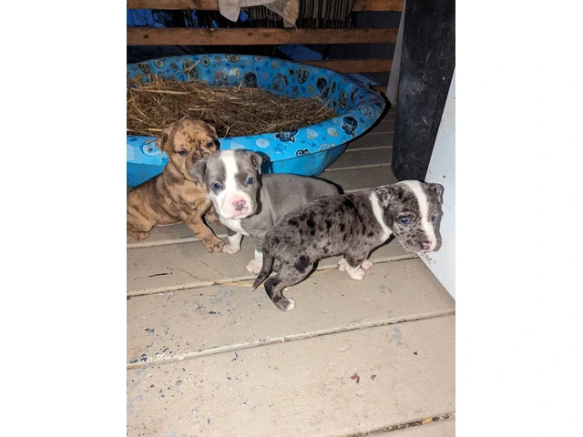 3 Pit bull puppies rehoming - 1/5