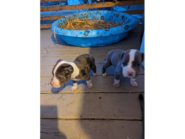 3 Pit bull puppies rehoming - 2/5