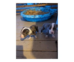 3 Pit bull puppies rehoming - 2