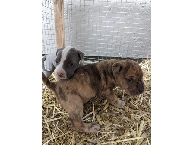 3 Pit bull puppies rehoming - 3/5