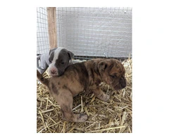 3 Pit bull puppies rehoming - 3
