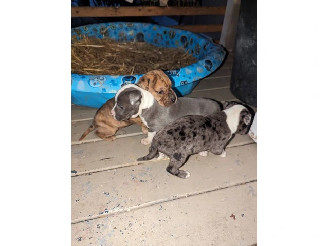 3 Pit bull puppies rehoming - 4/5