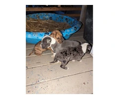3 Pit bull puppies rehoming - 4