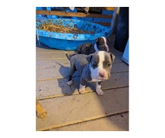 3 Pit bull puppies rehoming - 5