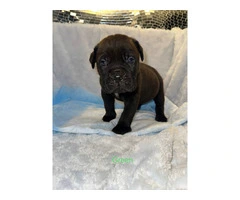 AKC Cane Corso puppies ready for 2024