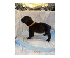 AKC Cane Corso puppies ready for 2024 - 10