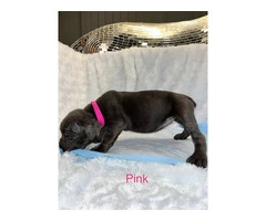 AKC Cane Corso puppies ready for 2024 - 13