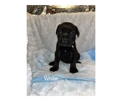 AKC Cane Corso puppies ready for 2024 - 20