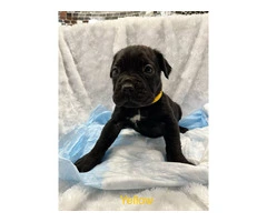 AKC Cane Corso puppies ready for 2024 - 22