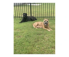 AKC Cane Corso puppies ready for 2024 - 24