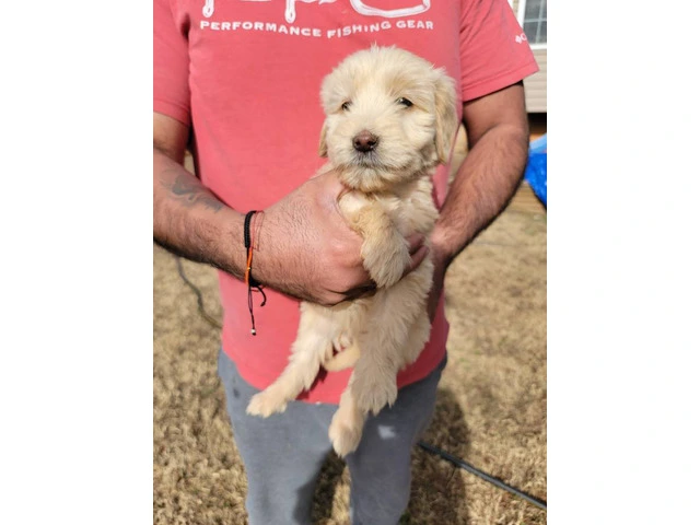 4 Goldendoodles Available - 1/4