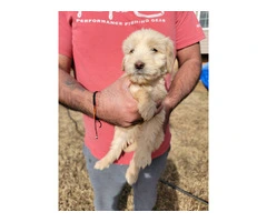 4 Goldendoodles Available