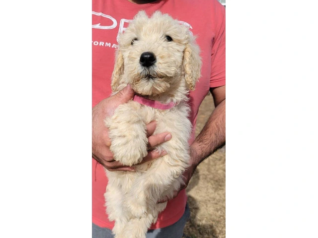 4 Goldendoodles Available - 2/4
