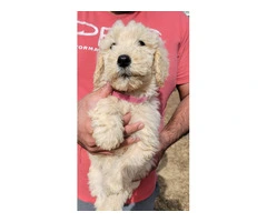 4 Goldendoodles Available - 2