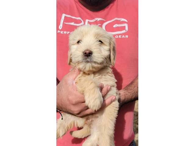 4 Goldendoodles Available - 3/4
