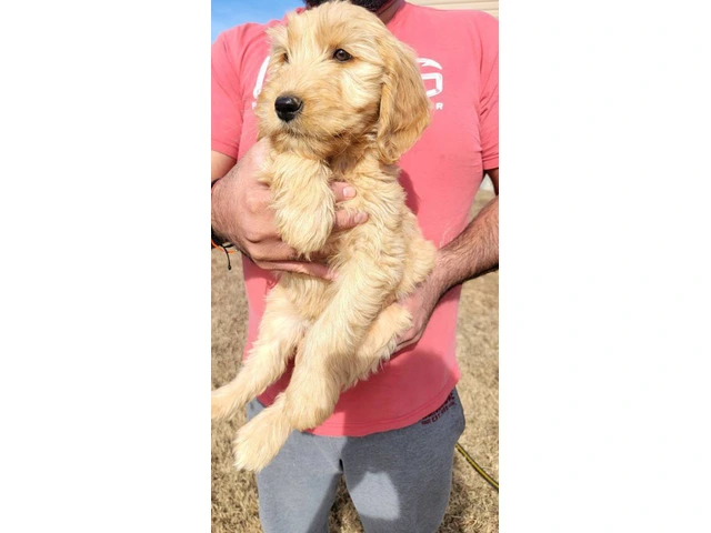 4 Goldendoodles Available - 4/4